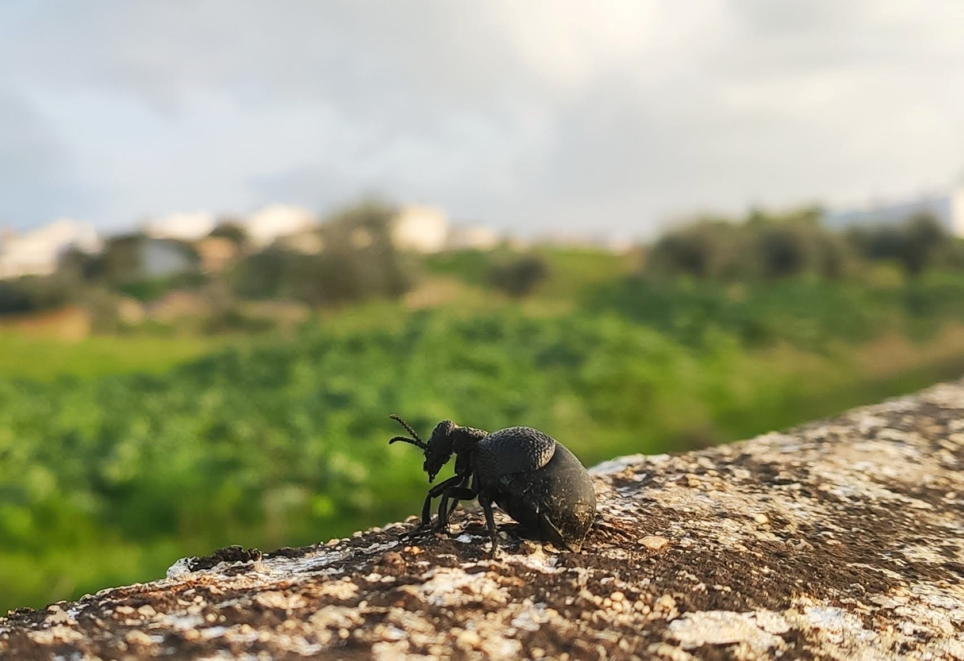 Vote no concurso Sousel Adentro 2022 – Prémio Facebook