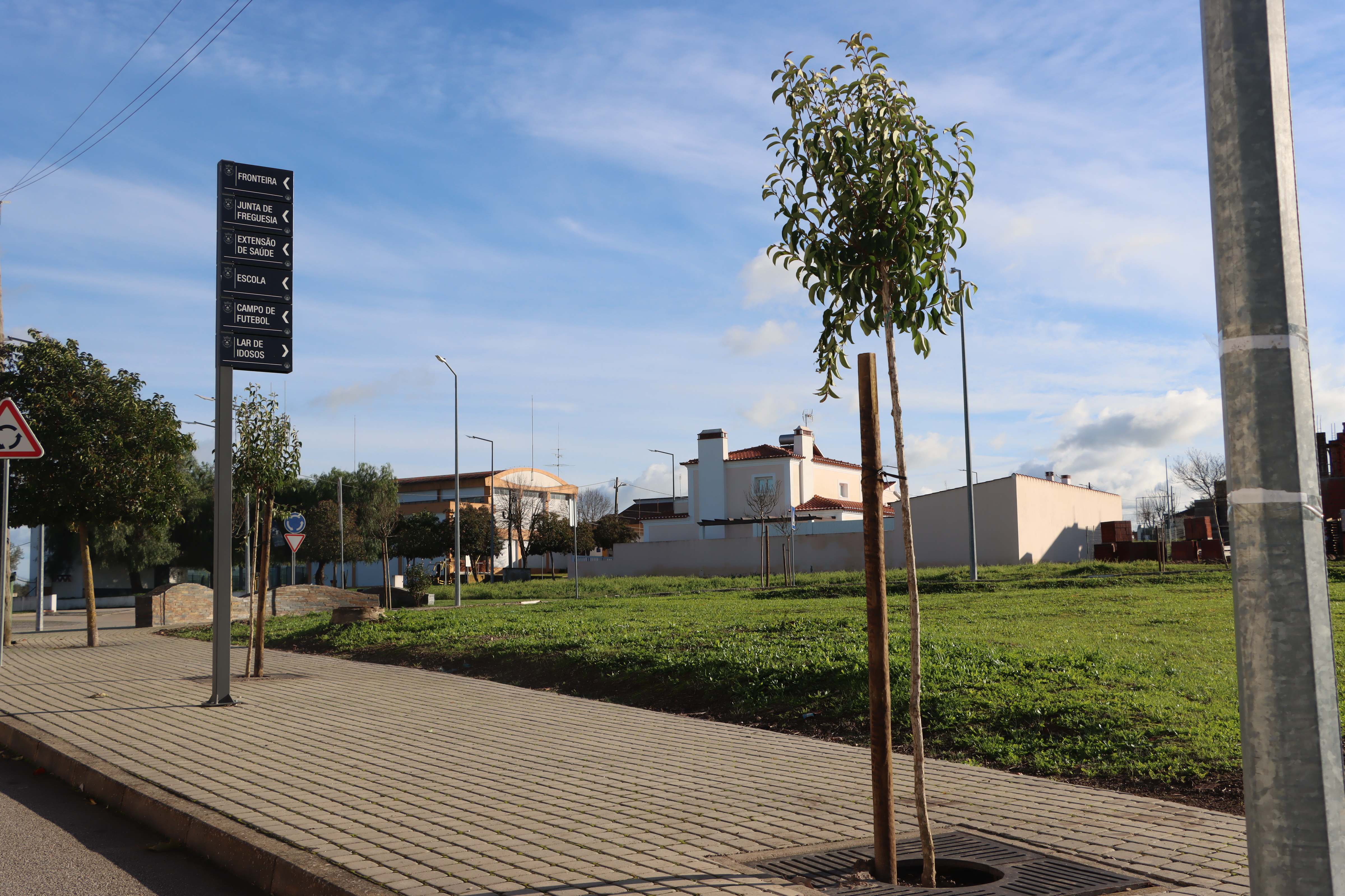 Autarquia procede à replantação de árvores em espaço urbano