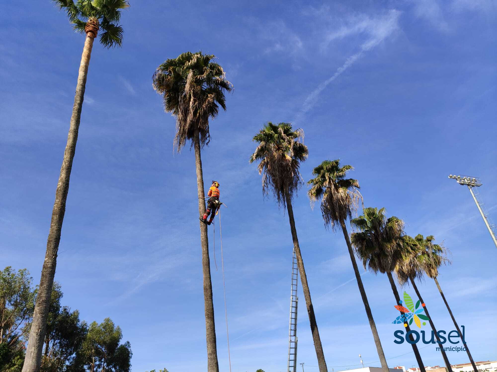 Município de Sousel efetua poda de palmeiras no Complexo Desportivo