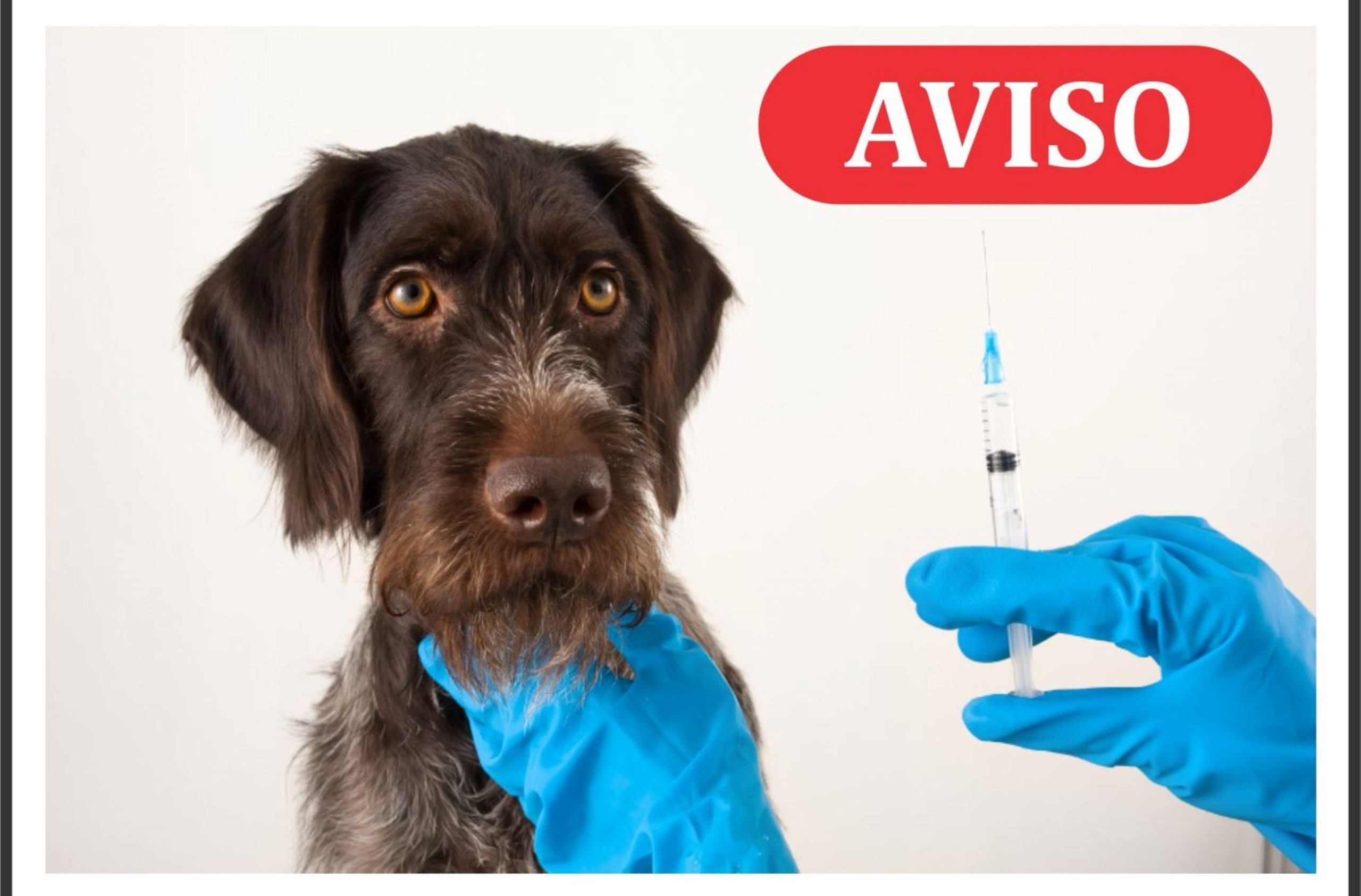 Campanha de vacinação antirrábica e identificação de canídeos 2024