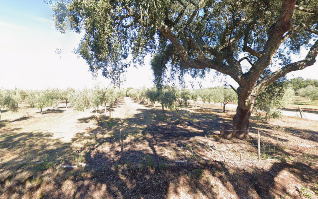 Herdade das Margaridas