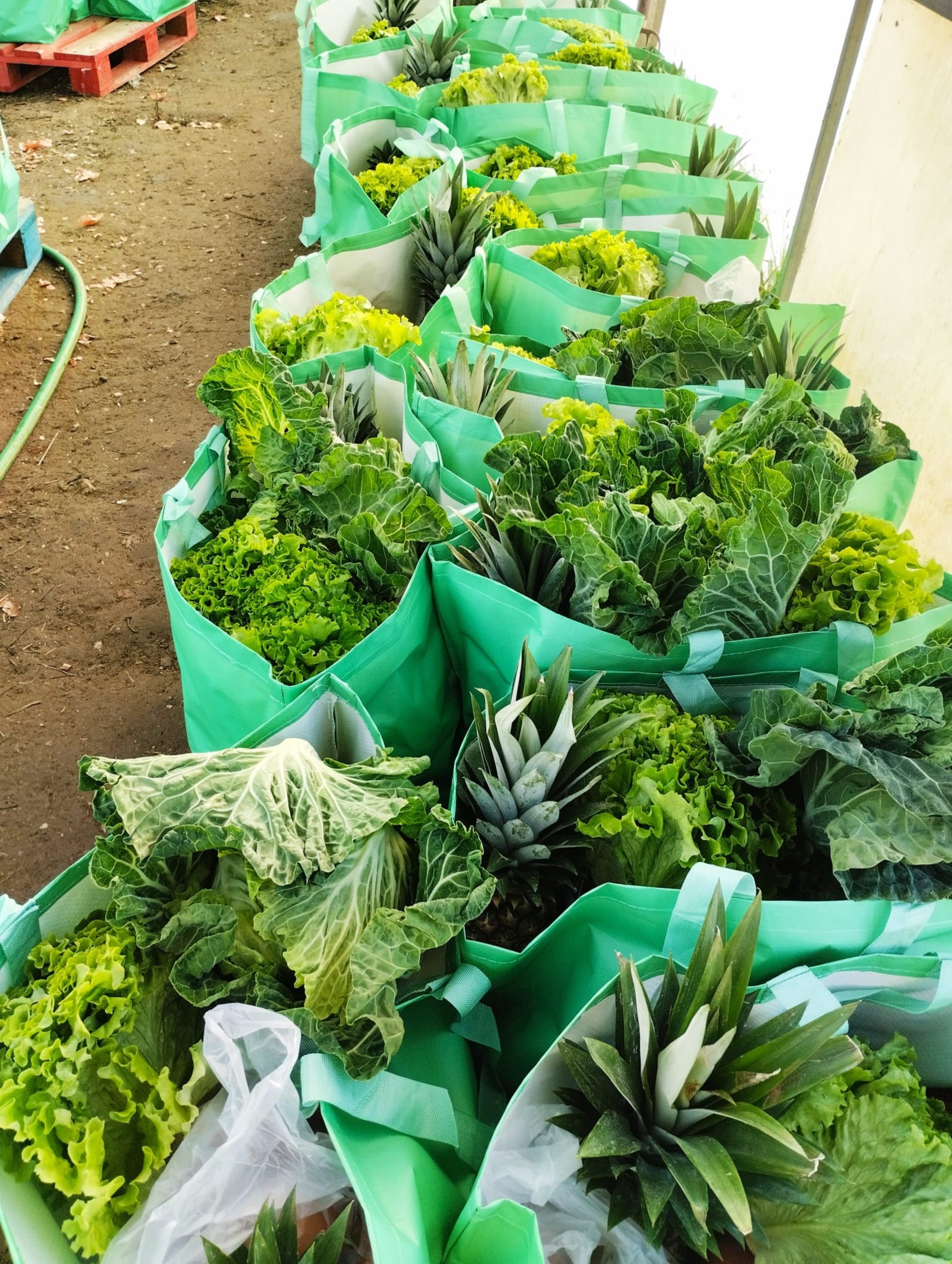 Município de Sousel entrega cabazes de Natal a famílias carenciadas