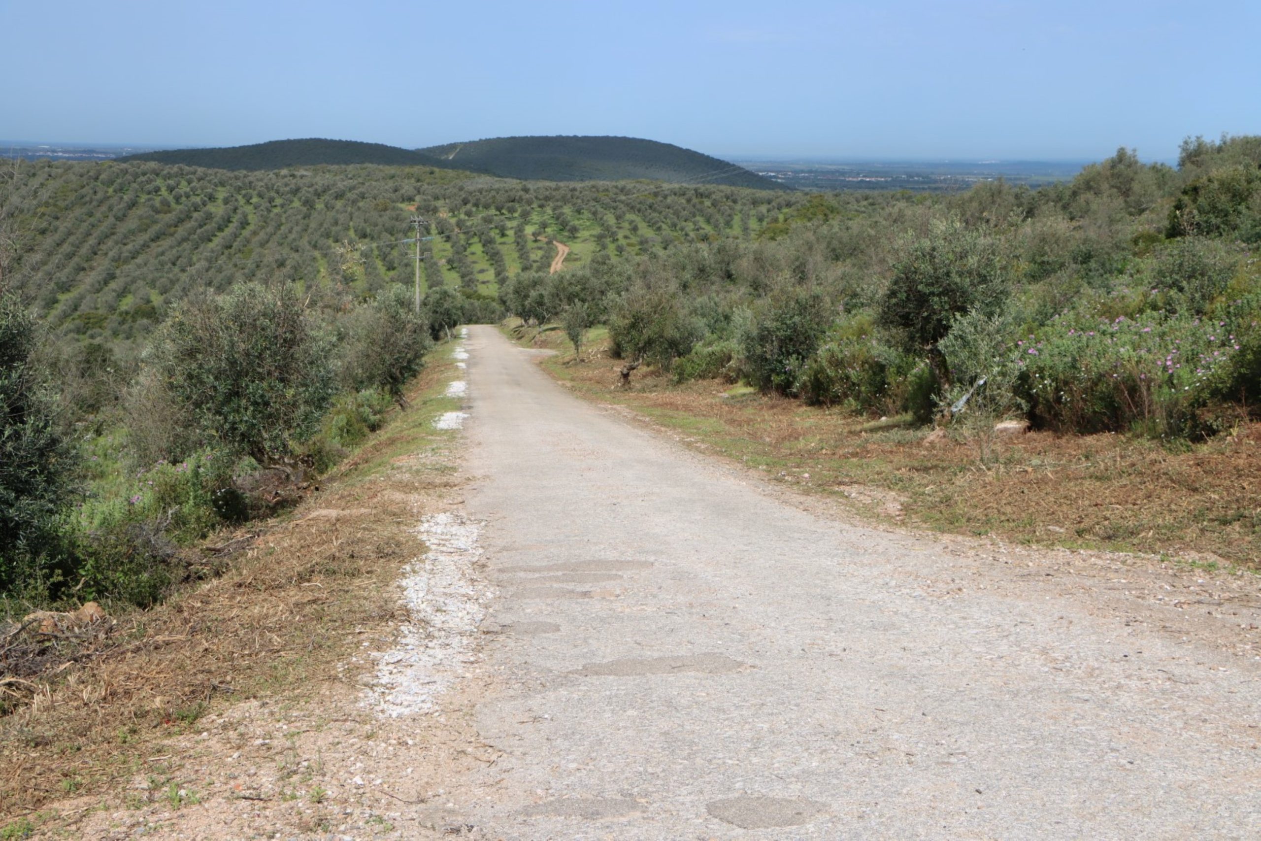 Câmara Municipal de Sousel realiza limpeza de bermas e desmatação para prevenção de incêndios
