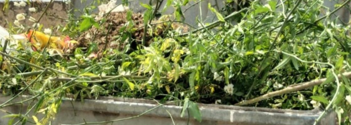 Não deite os verdes nos contentores. Deixe à sua porta com o cascão!