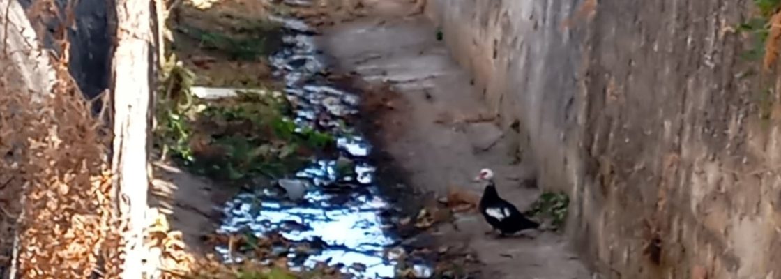 Limpeza do Ribeiro das Mulheres, em Sousel