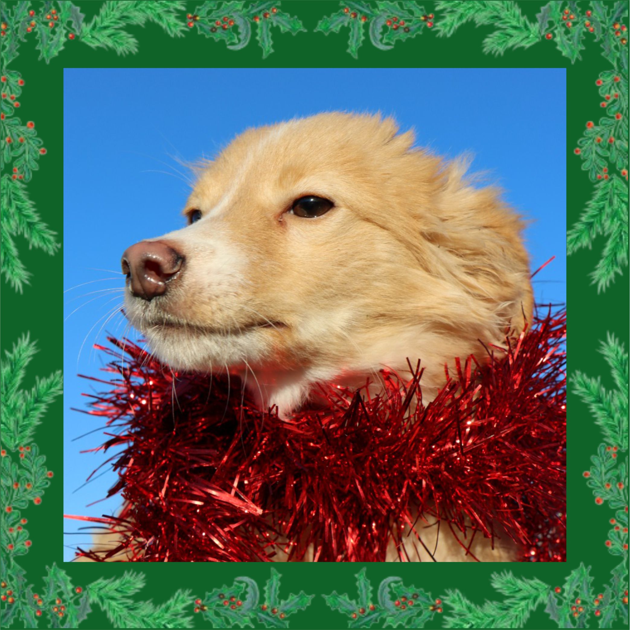 Há Patas à Espera de um Lar no CROA de Sousel